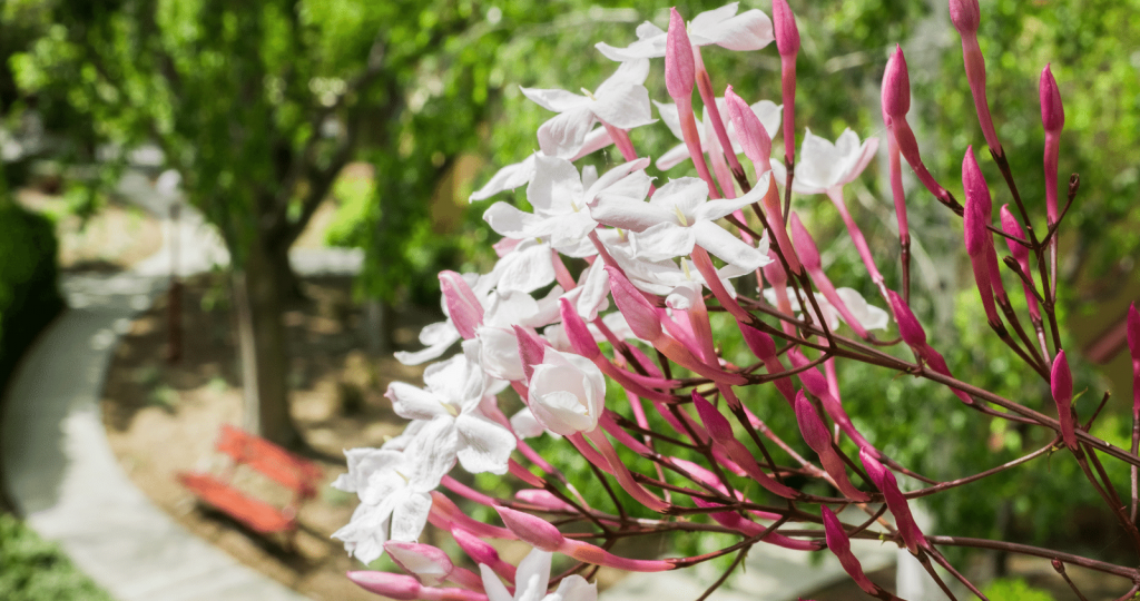 Best Places to Plant your Jasmine