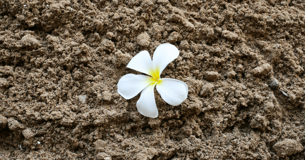 Best Soil for Jasmine Flower