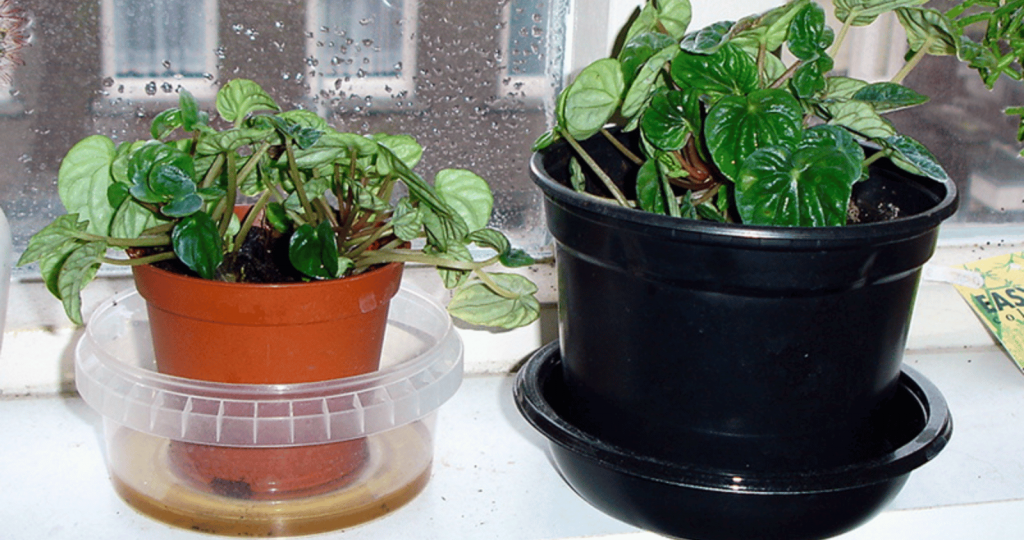 bottom-watering peperomia as a watering method