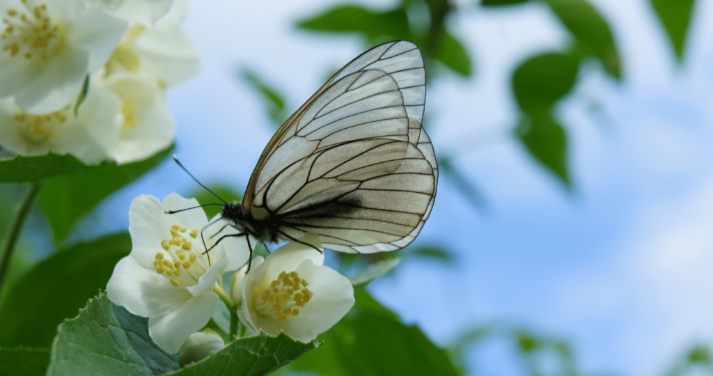Butterflies Pollinating the Jasmine Flower