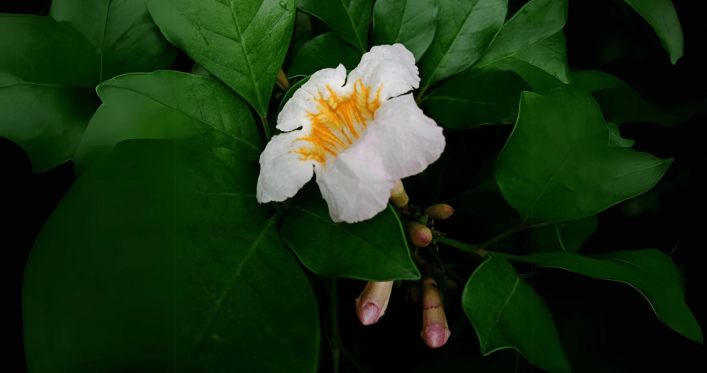 Closeup of a Radermachera Flower