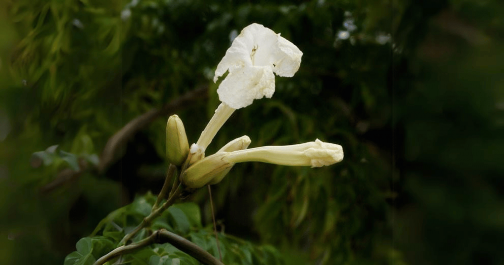 Closeup of Radermachera Sinica