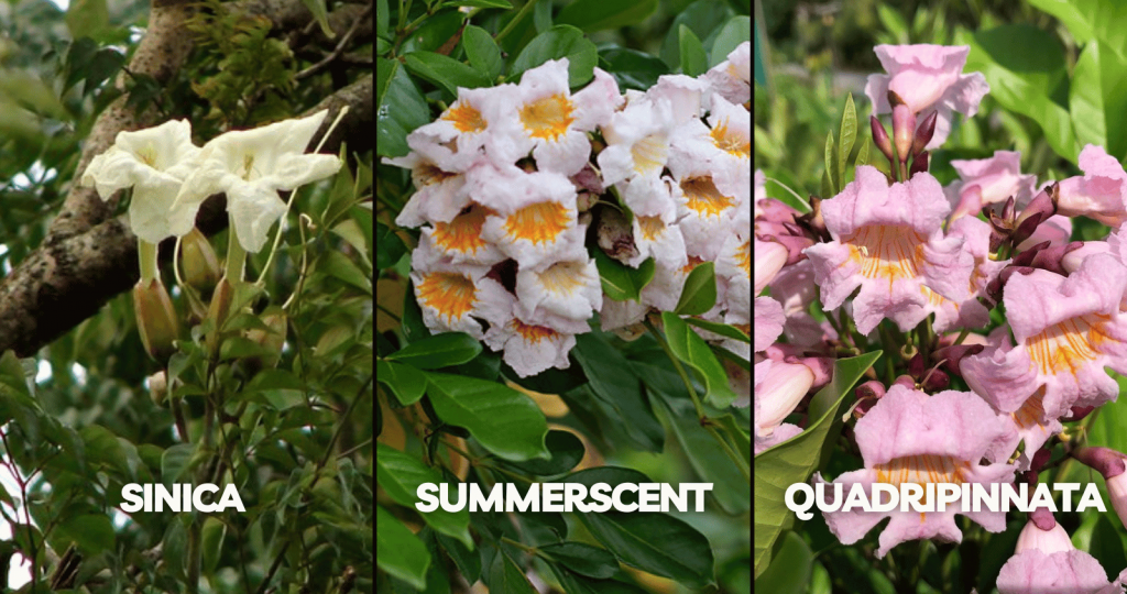 Deifferent Varieties of Radermachera