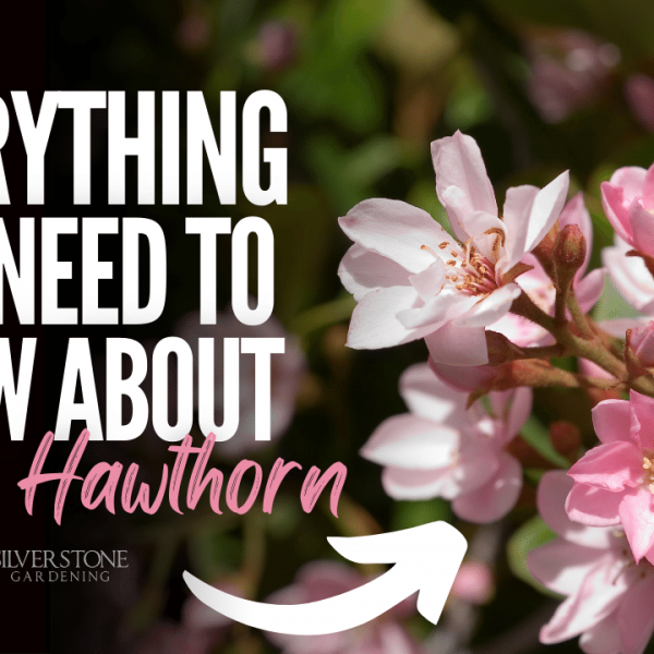 Everything You Need To Know About Indian Hawthorn