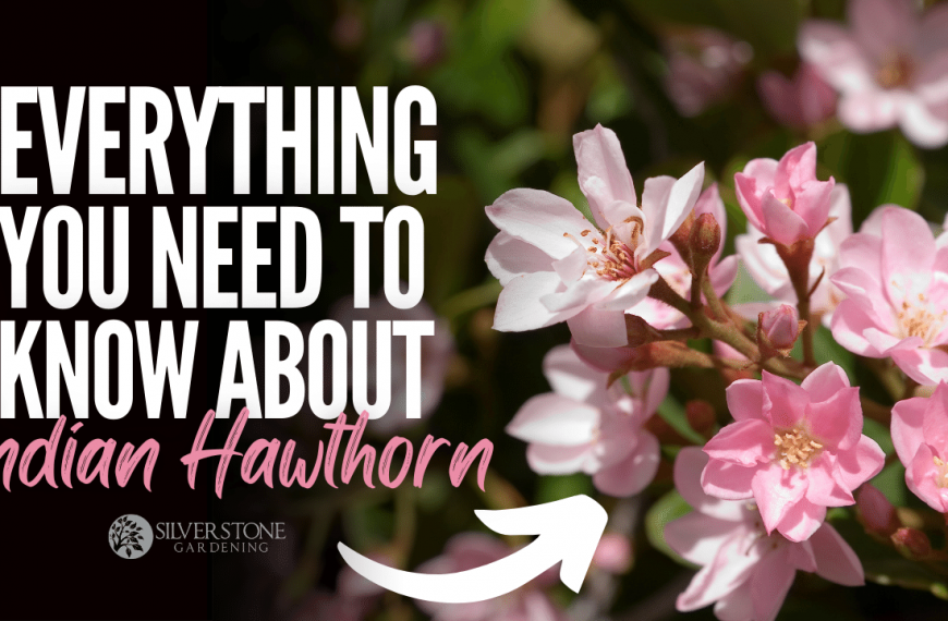Everything You Need To Know About Indian Hawthorn