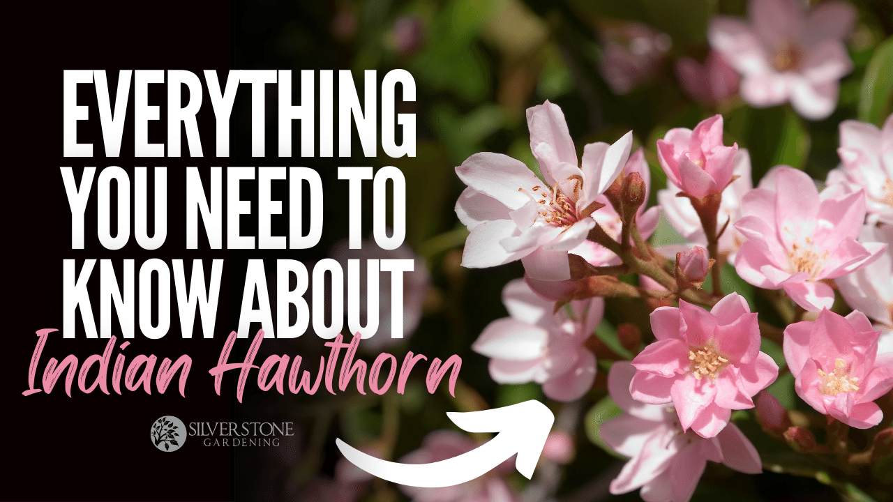 Everything You Need To Know About Indian Hawthorn (Raphiolepis)