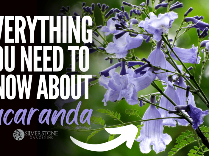 Everything You Need To Know About Jacaranda