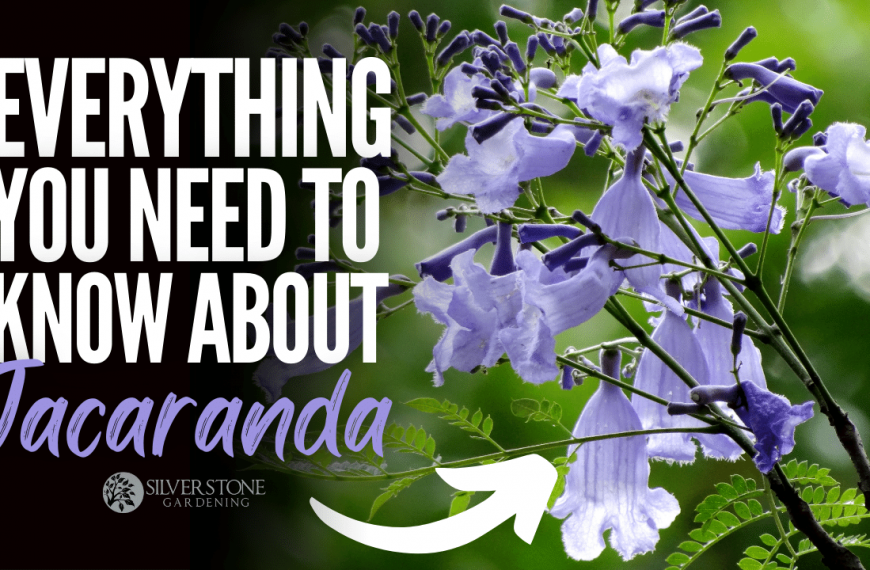 Everything You Need To Know About Jacaranda