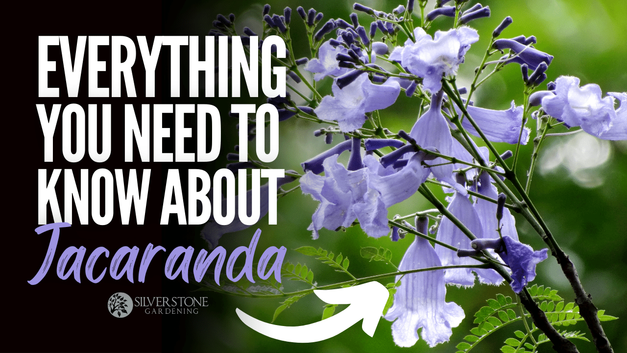 Everything You Need To Know About Jacaranda