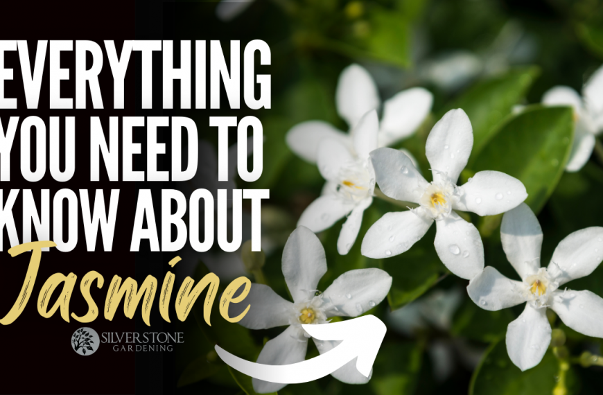 Everything You Need To Know About Jasmine