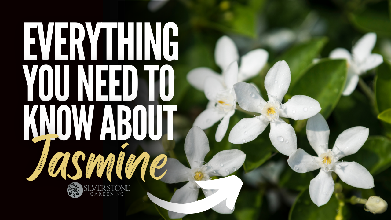 Everything You Need To Know About Jasmine
