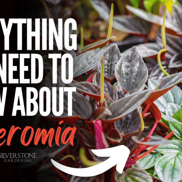 Everything You Need To Know About Peperomia