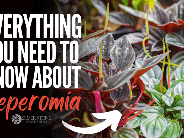 Everything You Need To Know About Peperomia