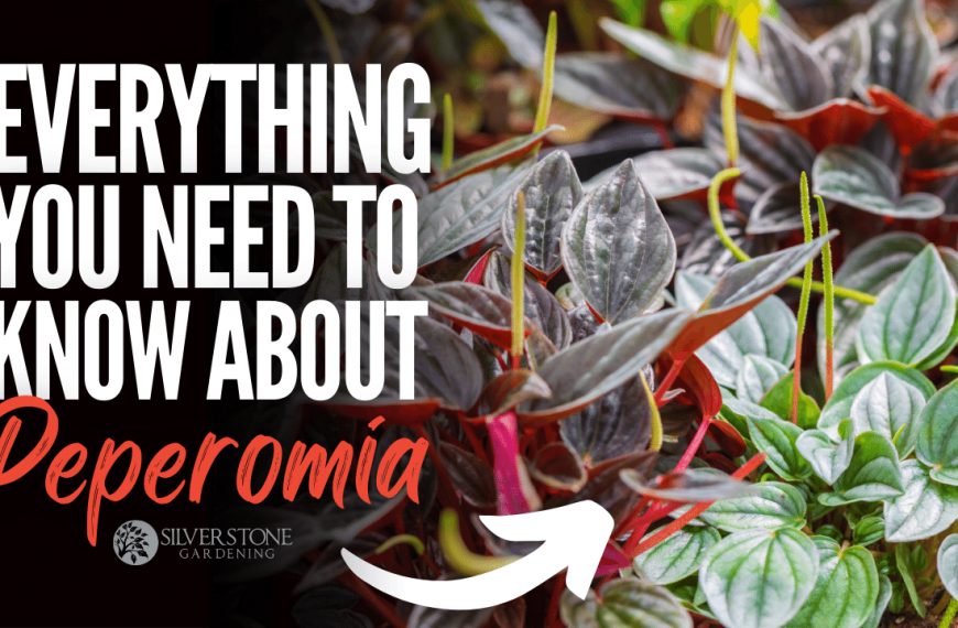 Everything You Need To Know About Peperomia
