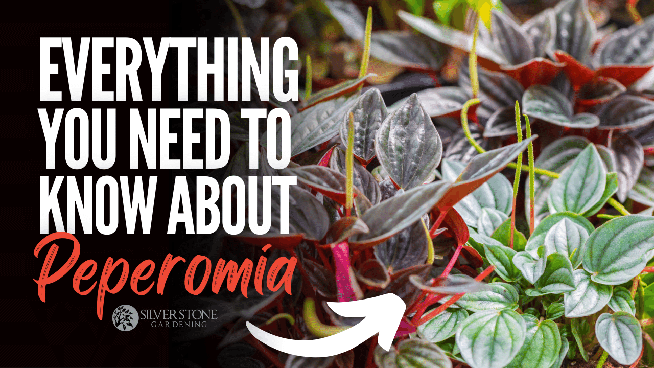 Everything You Need To Know About Peperomia