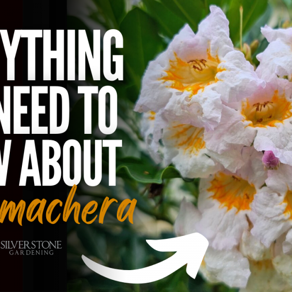 Everything You Need To Know About Radermachera