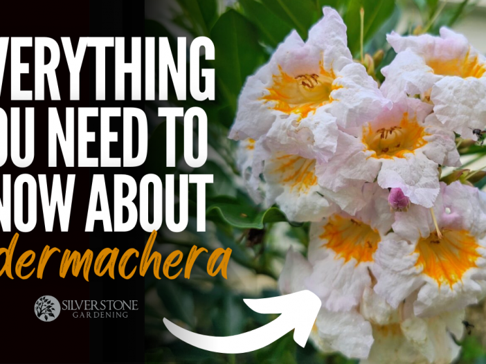 Everything You Need To Know About Radermachera