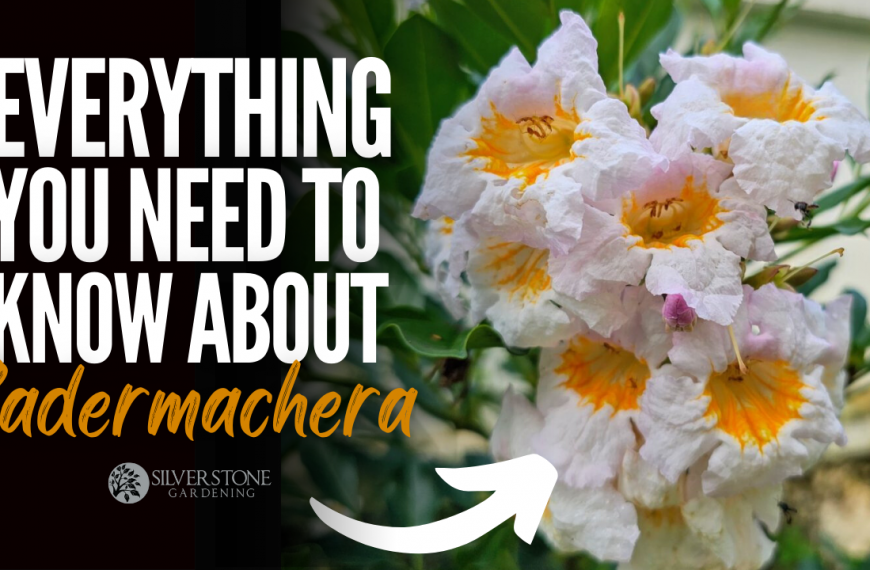 Everything You Need To Know About Radermachera