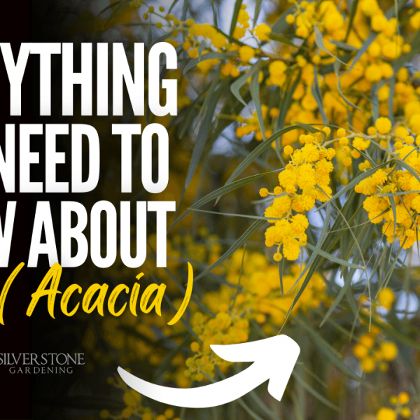 Everything You Need To Know About Wattle (Acacia)