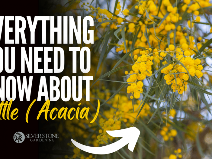 Everything You Need To Know About Wattle (Acacia)