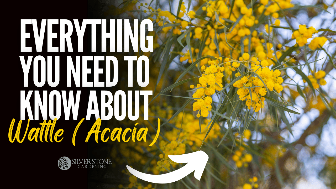 Everything You Need To Know About Wattle (Acacia)