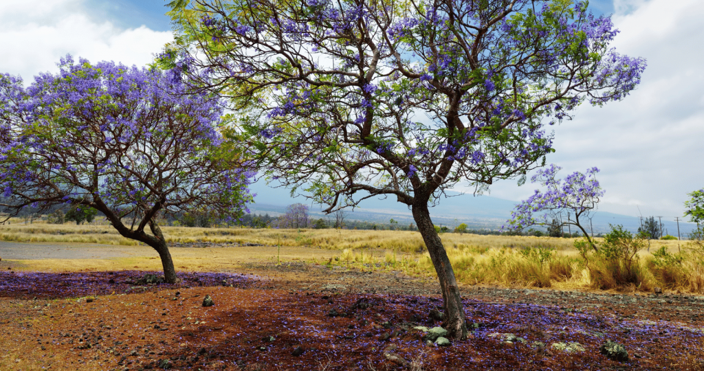 Ideal Soil Type for Jacaranda