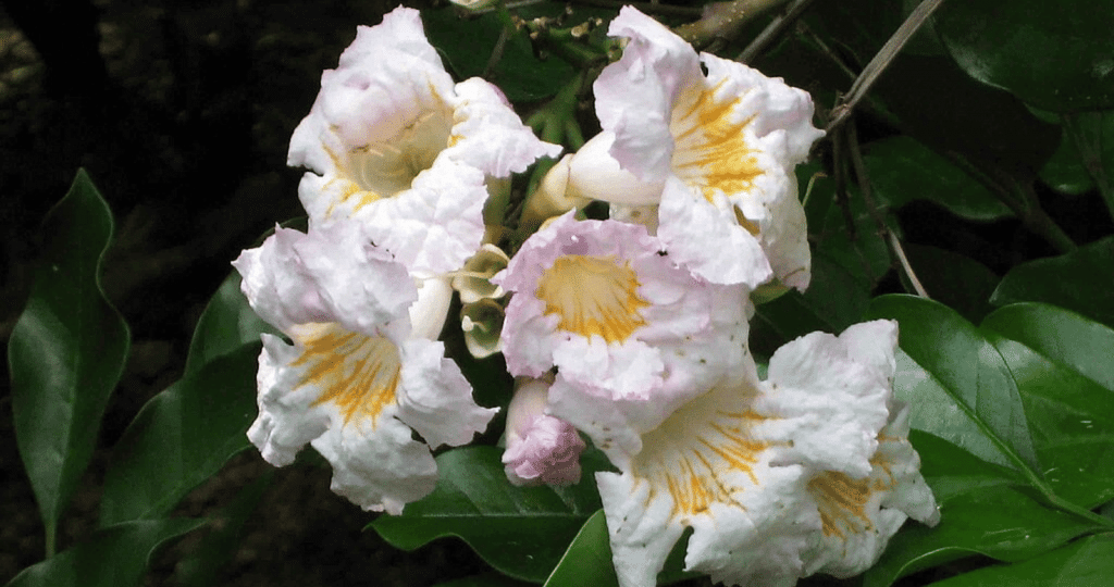 Radermachera Perrei Flowers