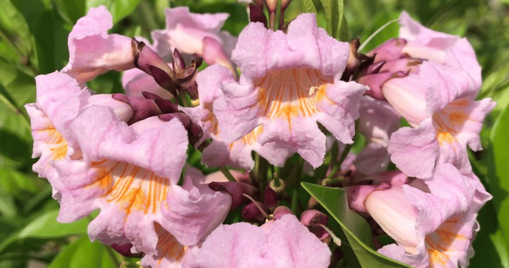 Radermachera Quadripinnata Flowers