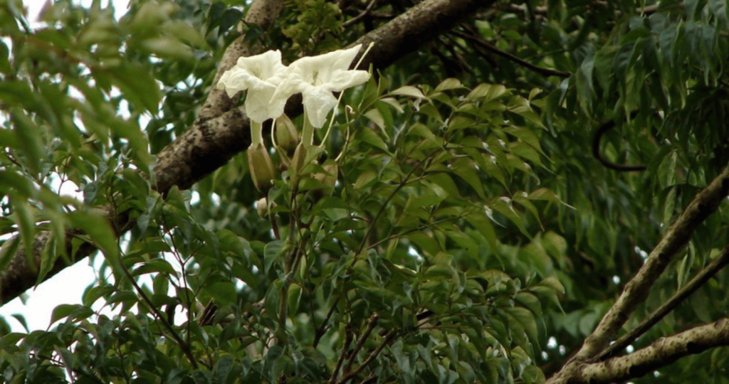 Radermachera Sinica Flowers