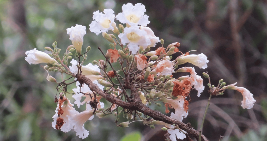 Radermachera Xylocarpa Flowers