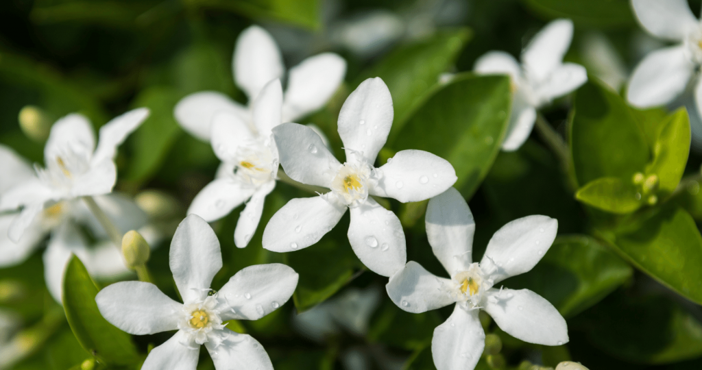 Water Requirements of Jasmine