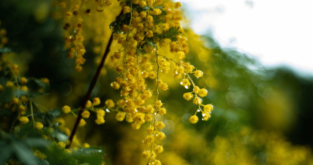 Watering Acacia Wattle