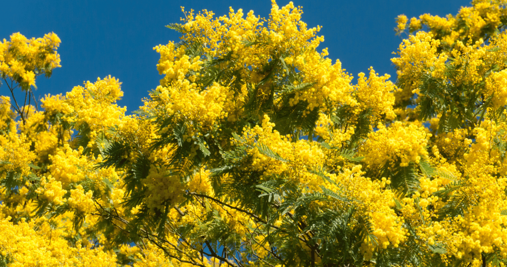 Wattle Acacia Tree Size and Beauty