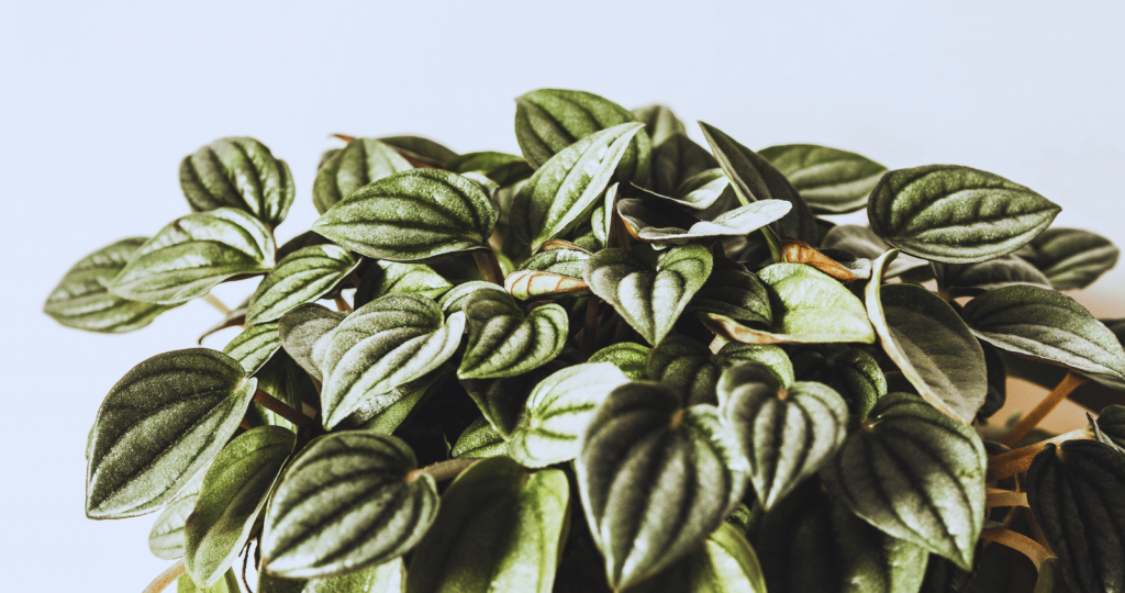 Propagating lucious leaves of peperomia