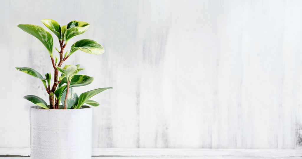 Air Purifying Benefit of Peperomia Indoor Plant